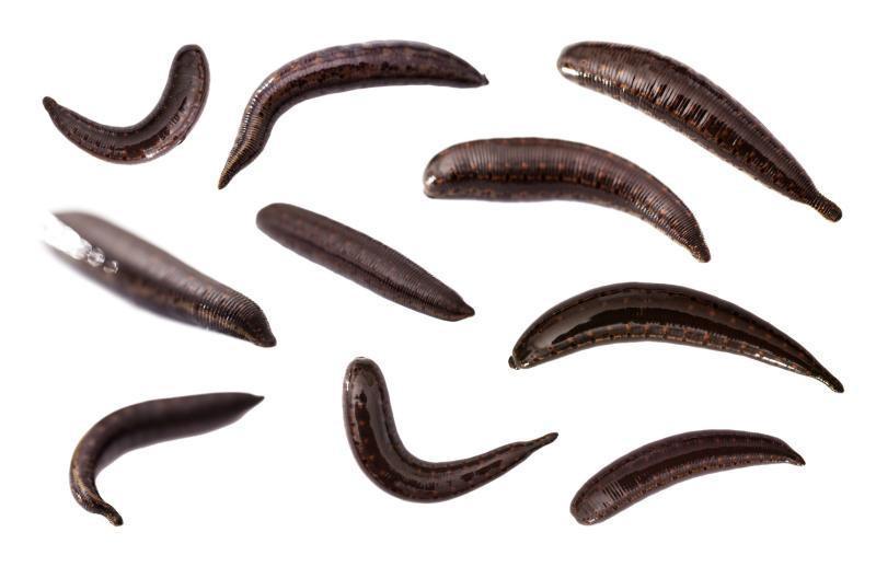 10 Large Live Leeches