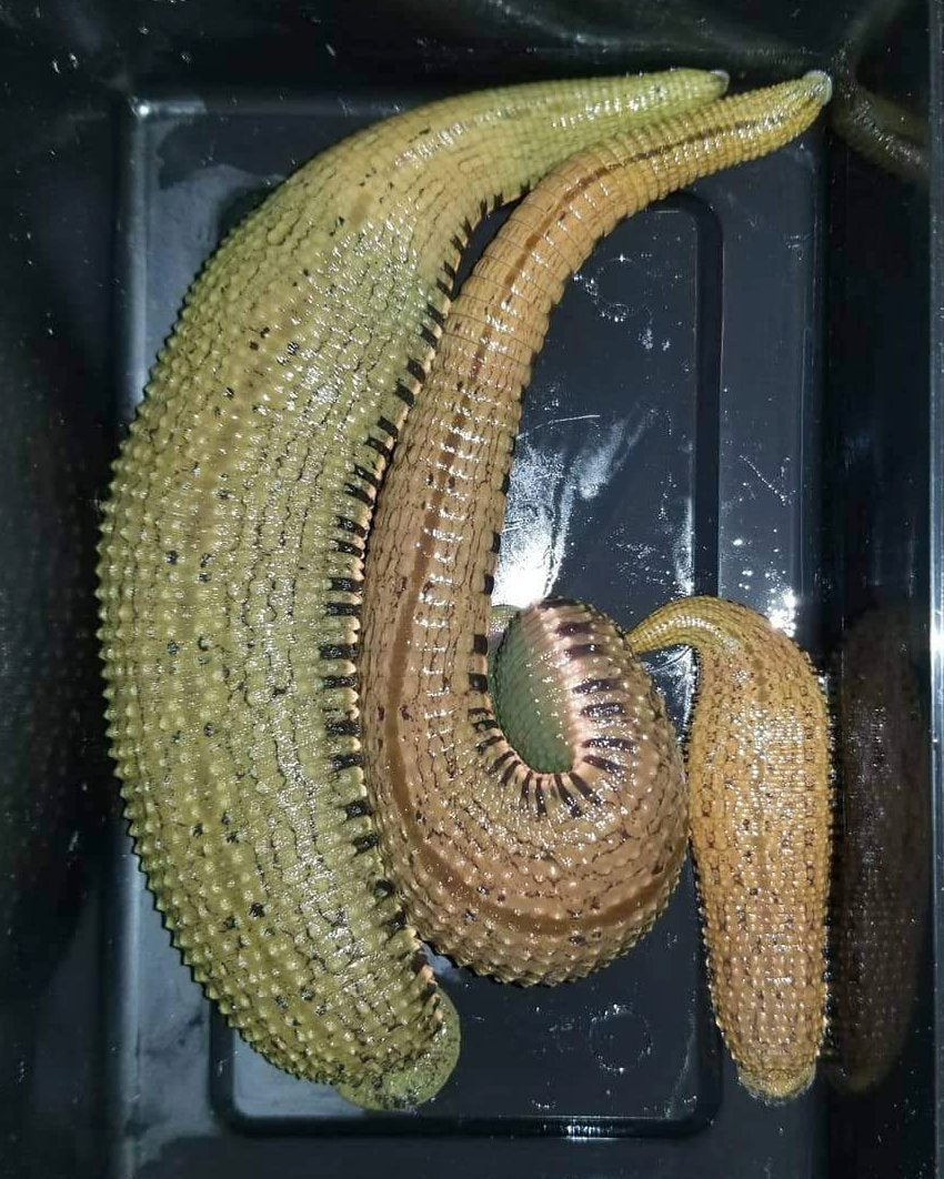 3 Asian Buffalo Leeches
