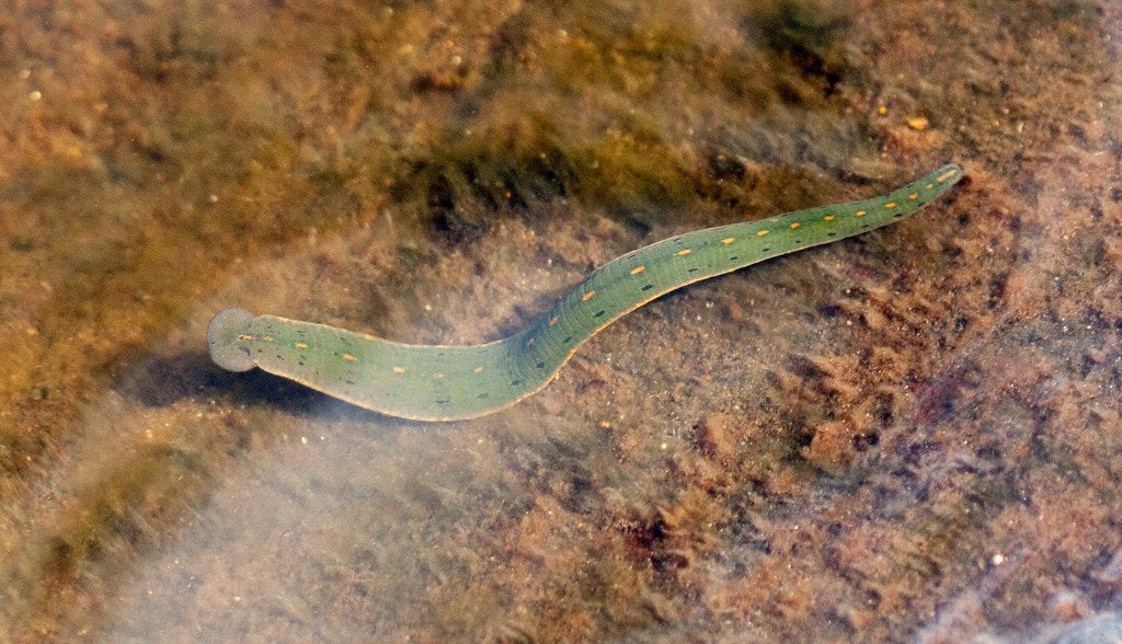 100 North American Leeches
