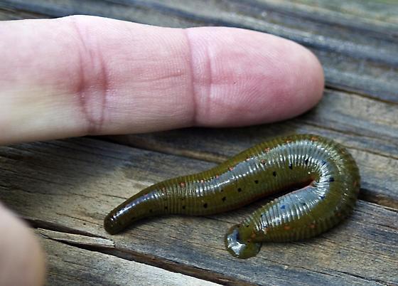 100 North American Leeches