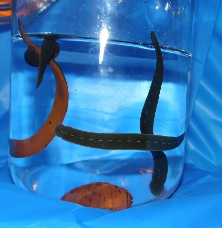 100 North American Leeches