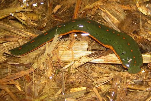 100 North American Leeches
